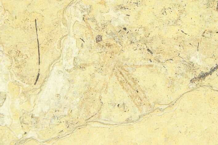 Detailed Fossil Crane Fly (Tipula) - France #294119